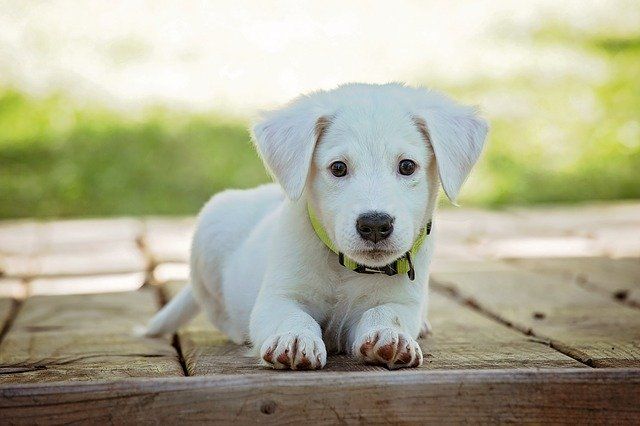 White Puppy laying down on a wooden floor