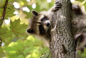 raccoon in backyard